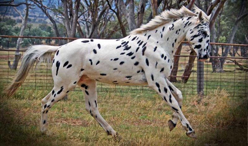 Dünya'da nadir bilinen 10 at cinsi