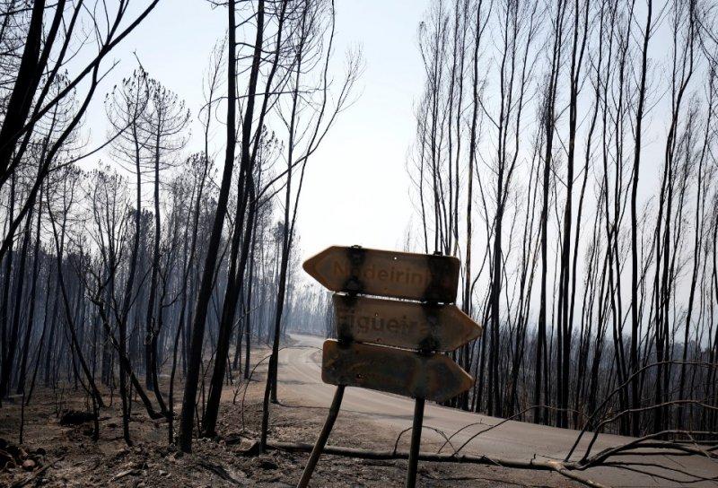 Portekiz'de orman yangını