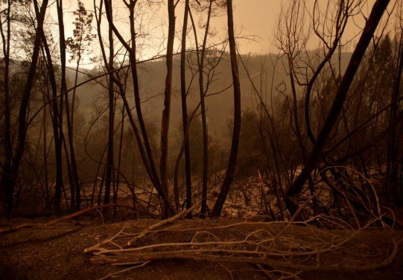 Portekiz'de orman yangını