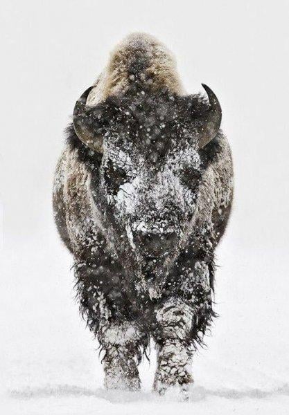 Bizonlar 50 yıl yaşıyor