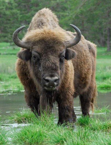 Bizonlar 50 yıl yaşıyor