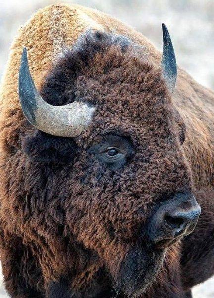 Bizonlar 50 yıl yaşıyor