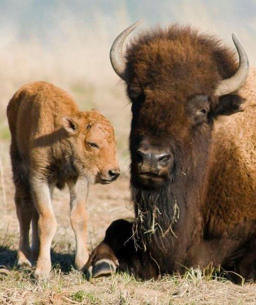 Bizonlar 50 yıl yaşıyor