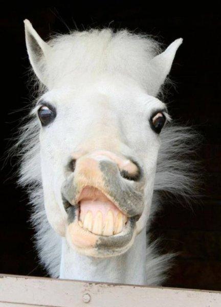 En komik hayvan fotoğrafları