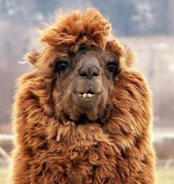 En komik hayvan fotoğrafları