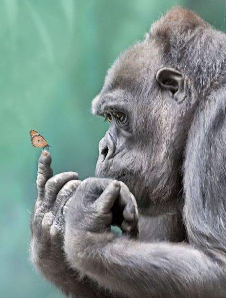 En komik hayvan fotoğrafları