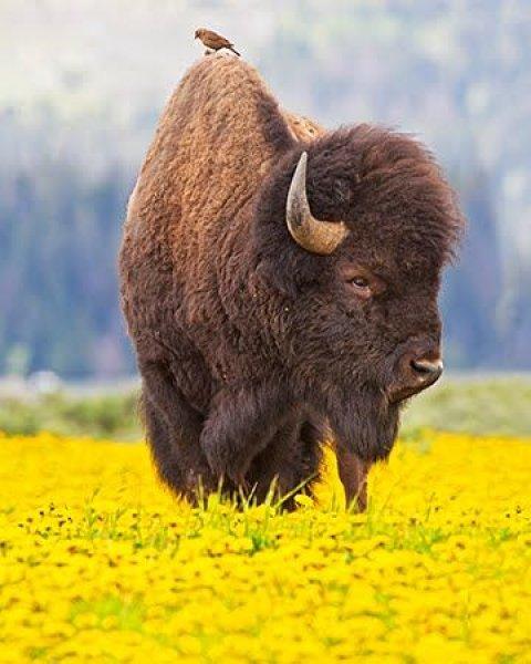 Bizonlar 50 yıl yaşıyor