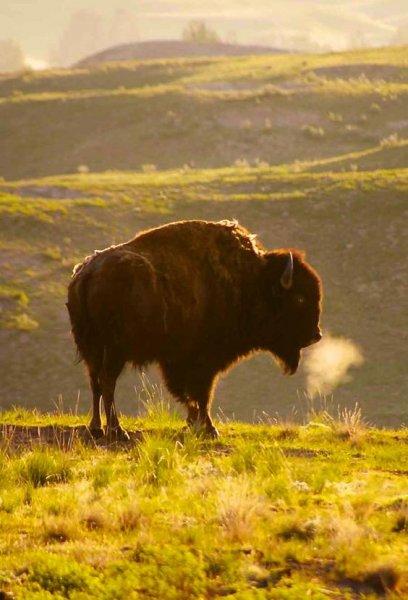 Bizonlar 50 yıl yaşıyor