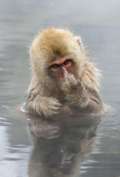 En komik hayvan fotoğrafları