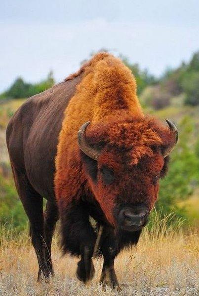Bizonlar 50 yıl yaşıyor