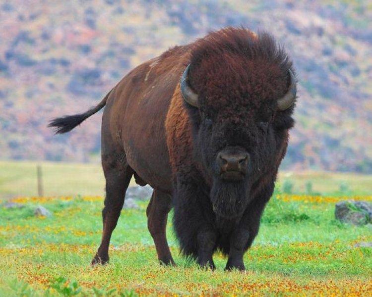 Bizonlar 50 yıl yaşıyor