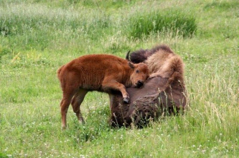 Bizonlar 50 yıl yaşıyor