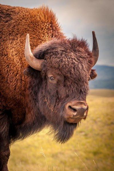 Bizonlar 50 yıl yaşıyor