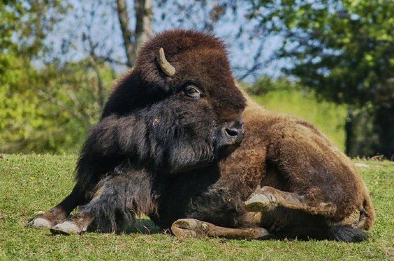 Bizonlar 50 yıl yaşıyor