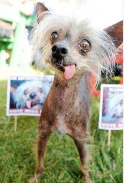 En komik hayvan fotoğrafları