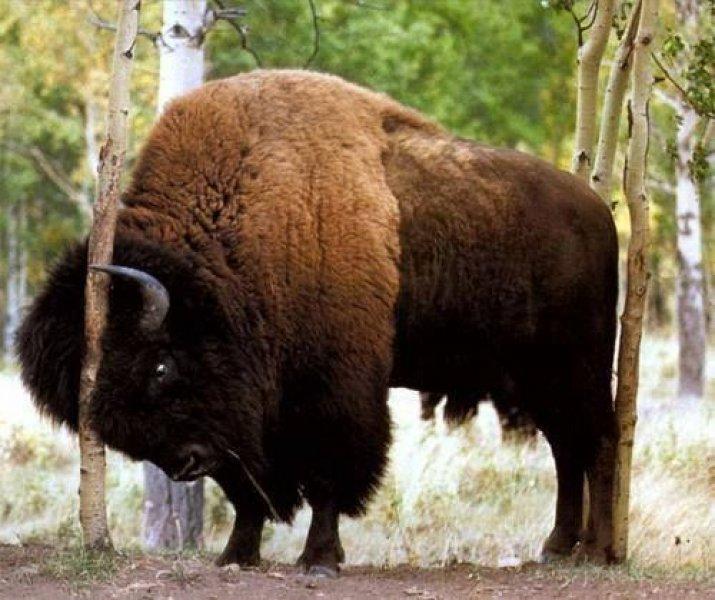 Bizonlar 50 yıl yaşıyor