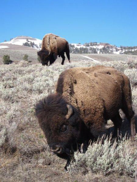 Bizonlar 50 yıl yaşıyor