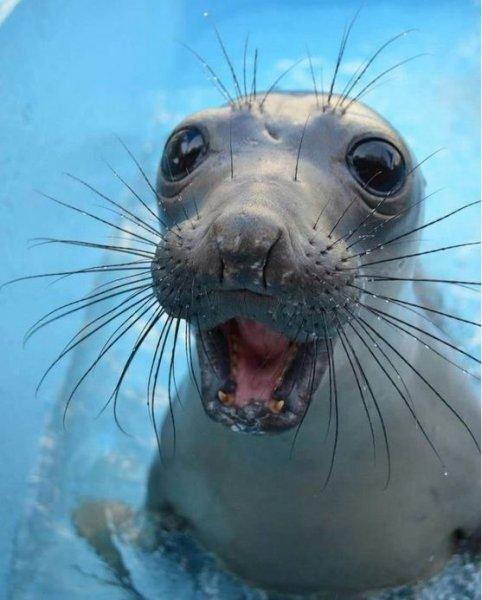 En komik hayvan fotoğrafları