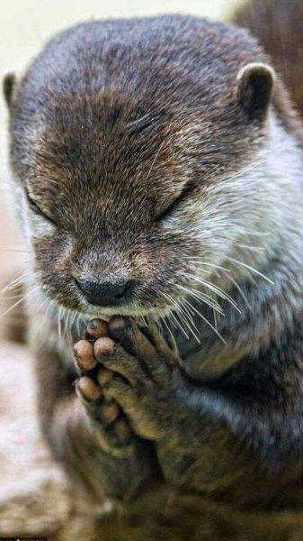 En komik hayvan fotoğrafları