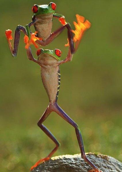 En komik hayvan fotoğrafları