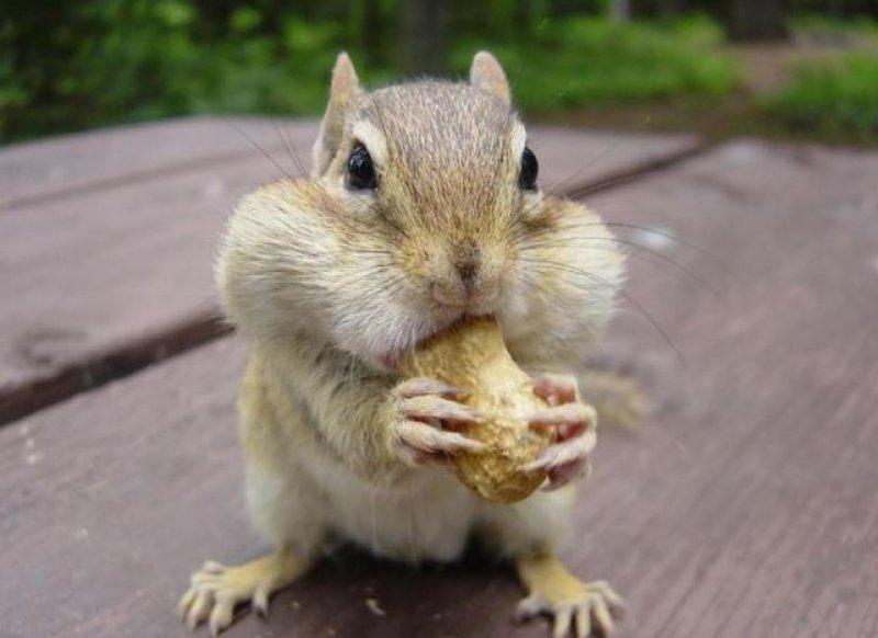 En komik hayvan fotoğrafları