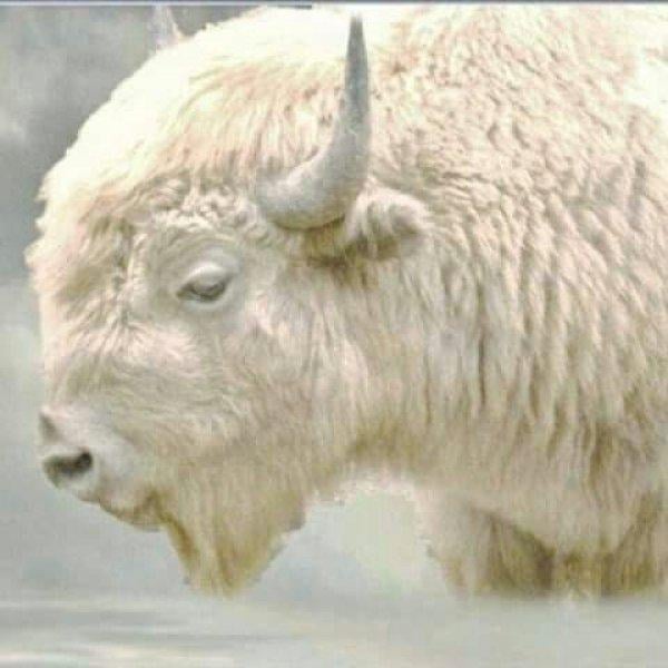 Bizonlar 50 yıl yaşıyor