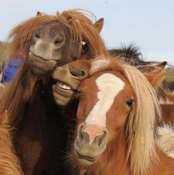 En komik hayvan fotoğrafları