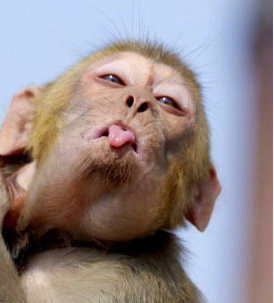 En komik hayvan fotoğrafları