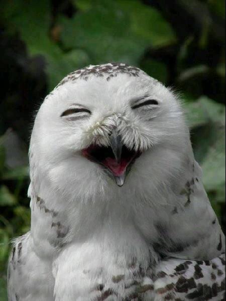 En komik hayvan fotoğrafları