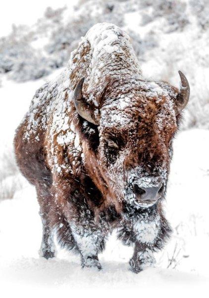 Bizonlar 50 yıl yaşıyor