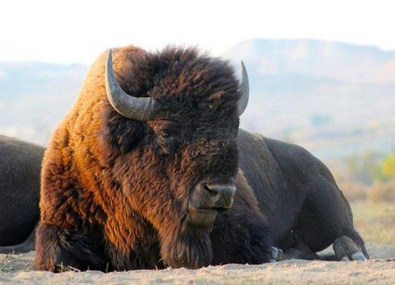 Bizonlar 50 yıl yaşıyor