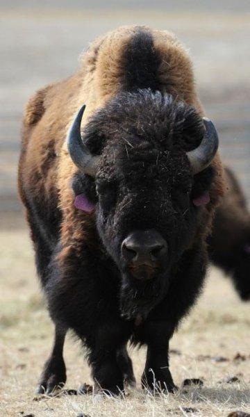 Bizonlar 50 yıl yaşıyor