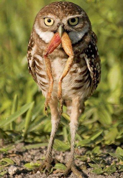 En komik hayvan fotoğrafları