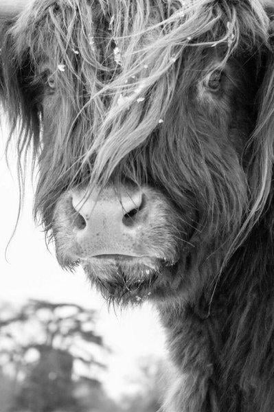 Bizonlar 50 yıl yaşıyor