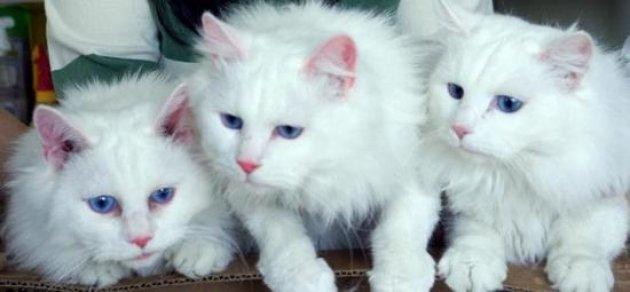 Türkiye'de yaşayan endemik hayvan türleri