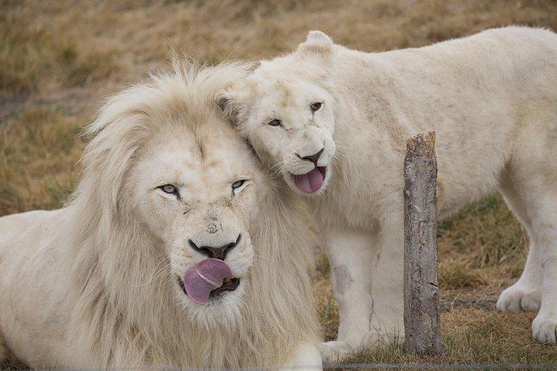 Beyaz aslan Tia yeni doğum yaptı