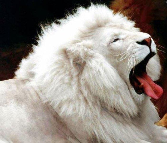 Beyaz aslan Tia yeni doğum yaptı