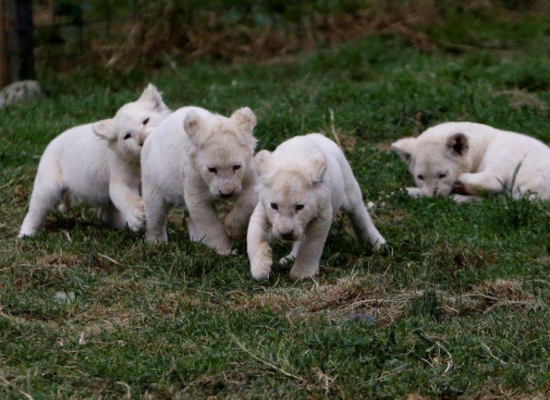 Beyaz aslan Tia yeni doğum yaptı