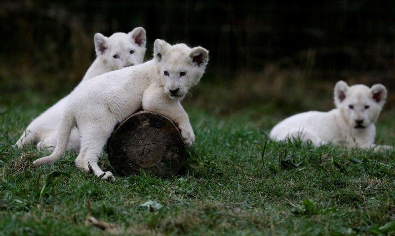 Beyaz aslan Tia yeni doğum yaptı