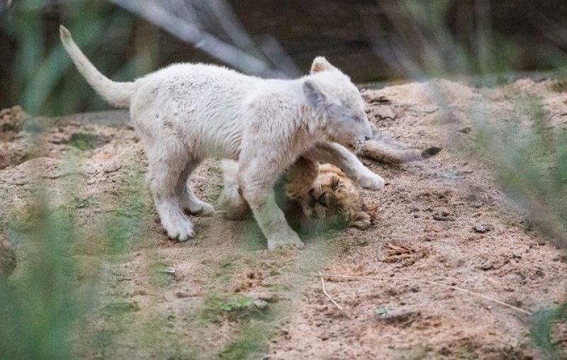 Beyaz aslan Tia yeni doğum yaptı