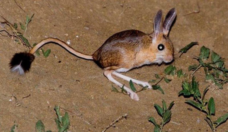 Türkiye'de yaşayan endemik hayvan türleri