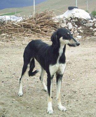 Türkiye'de yaşayan endemik hayvan türleri