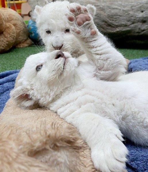 Beyaz aslan Tia yeni doğum yaptı