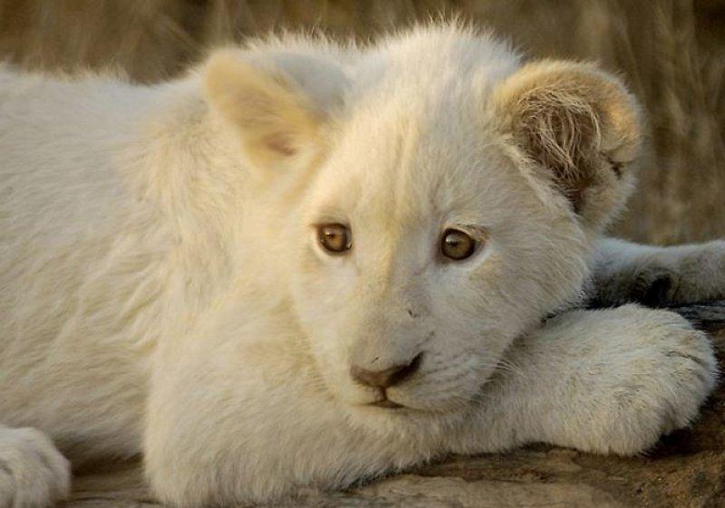 Beyaz aslan Tia yeni doğum yaptı