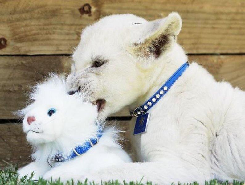 Beyaz aslan Tia yeni doğum yaptı