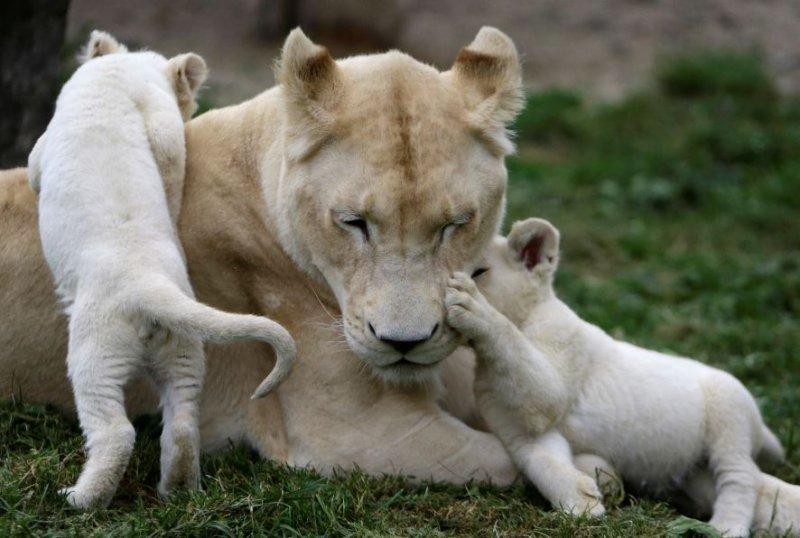 Beyaz aslan Tia yeni doğum yaptı