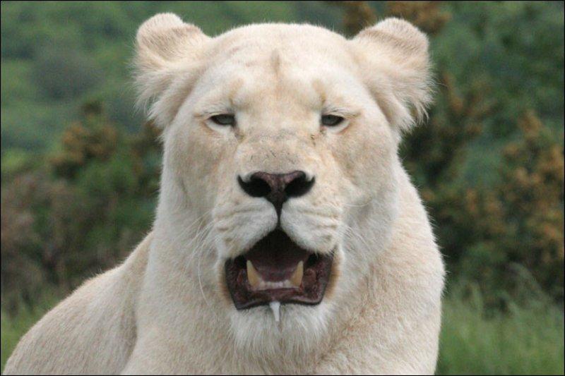 Beyaz aslan Tia yeni doğum yaptı