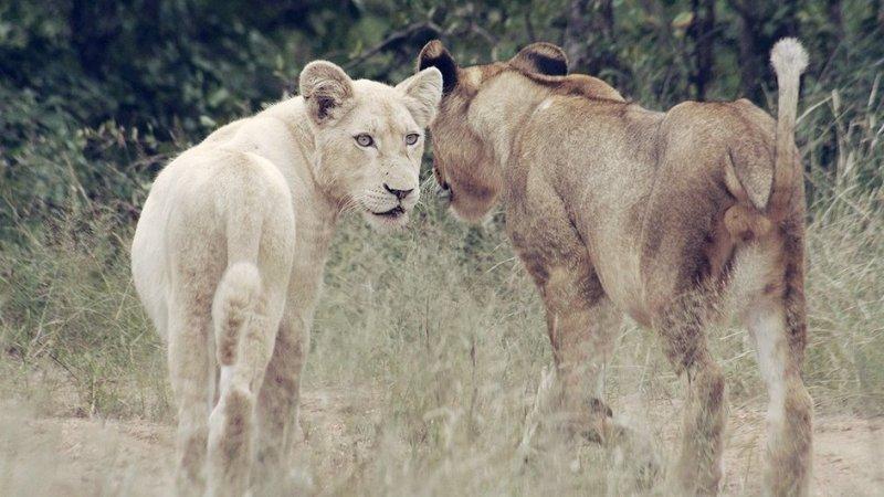 Beyaz aslan Tia yeni doğum yaptı