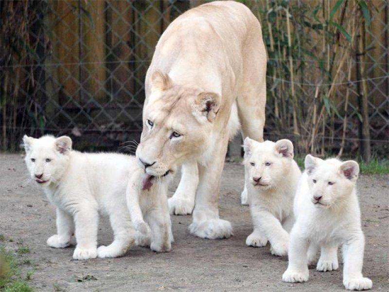 Beyaz aslan Tia yeni doğum yaptı