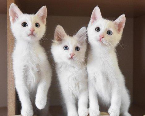 Türkiye'de yaşayan endemik hayvan türleri